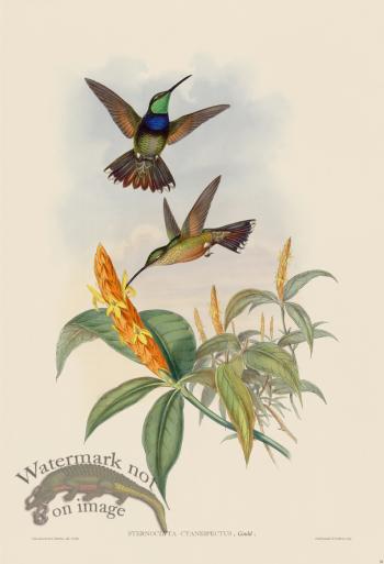 Gould Hummingbird 058